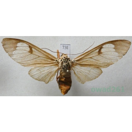 Amerila astreus (Drury, 1773) Vietnam73l